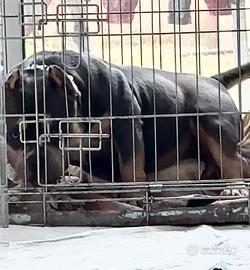 American bully Femmina micro