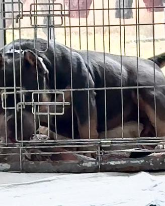 American bully Femmina micro