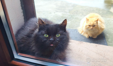 Gattini di circa 6 mesi maschi