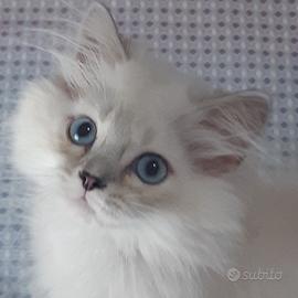 gattino persiano Brithish long hair