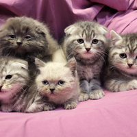 Cuccioli di scottish straight e fold