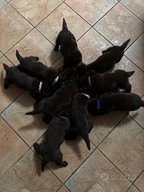 Labrador retriver cioccolato