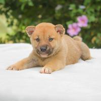 Cucciolina femmina di Shiba Inu rossa