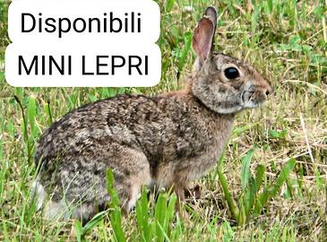 Mini lepre
