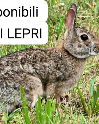 Mini lepre