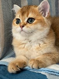 Cuccioli Scottish Straight