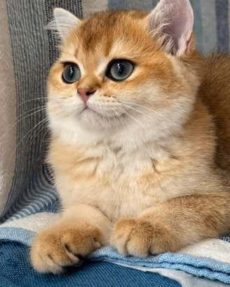 Cuccioli Scottish Straight