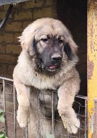 Cucciola di pastore del caucaso