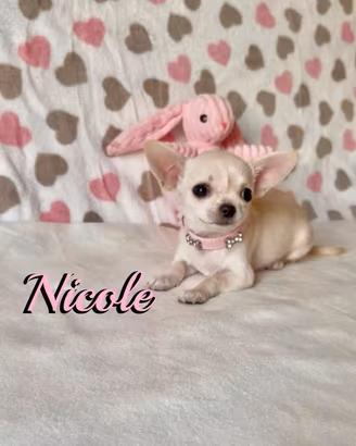 Chihuahua femmina senza pedigree