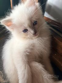 Cucciolo di ragdoll disponibile da agosto - Bleach
