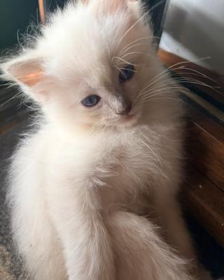 Cucciolo di ragdoll disponibile da agosto - Bleach