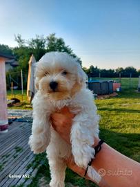 Cuccioli Bichon Frisè