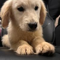 Ultimo Golden retriever cucciolo PEDIGREE ENCI