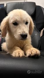 Ultimo Golden retriever cucciolo PEDIGREE ENCI