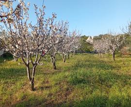 Terreni agricoli