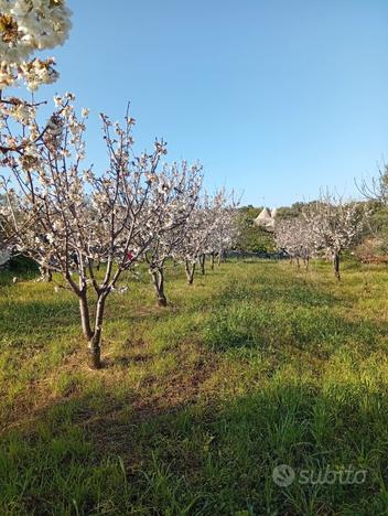 Terreni agricoli