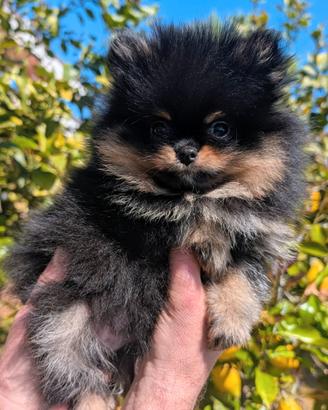 Cuccioli Spitz volpino di pomerania