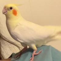 Pappagalli