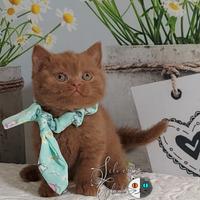 British Shorthair con Pedigree