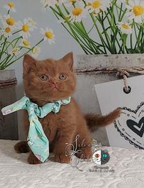 British Shorthair con Pedigree