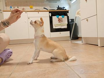 meravigliosa cucciola di chihuahua