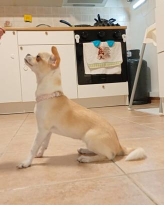 meravigliosa cucciola di chihuahua