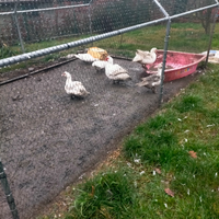 Anatre mute nate 2025