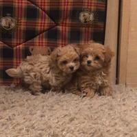 Maltipoo mini mini toy Maltese Barboncino