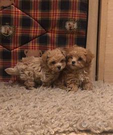 Maltipoo mini mini toy Maltese Barboncino