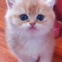 British Golden cuccioli con pedigree