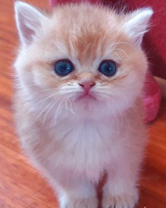 British Golden cuccioli con pedigree
