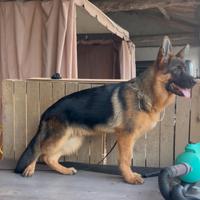 Cucciolo di Pastore Tedesco