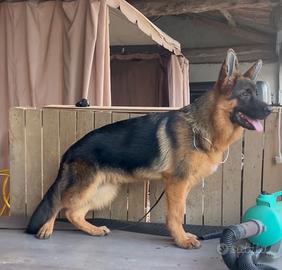 Cucciolo di Pastore Tedesco