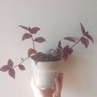 Tradescantia zebrina