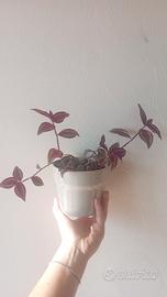 Tradescantia zebrina