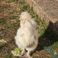 Gallo morosetta nano , point , quasi 5 mesi