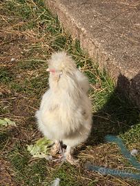 Gallo morosetta nano , point , quasi 5 mesi