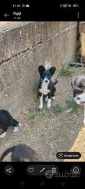 Border collie