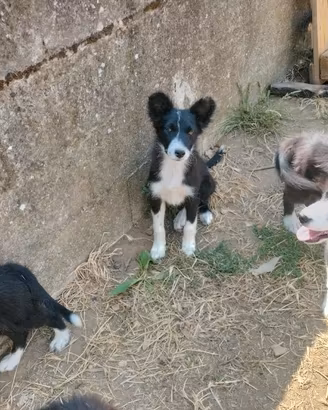 Border collie