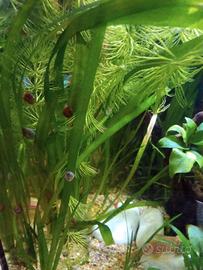 Planorbarius