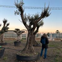 Pianta olivo leccino 130 anni altezza 330/360 cm