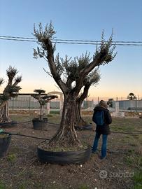 Pianta olivo leccino 130 anni altezza 330/360 cm