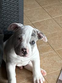 American bully