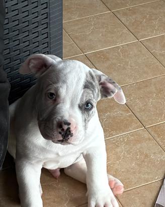 American bully