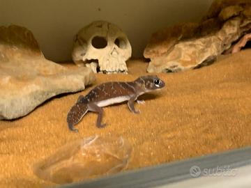 Nephrurus Levis