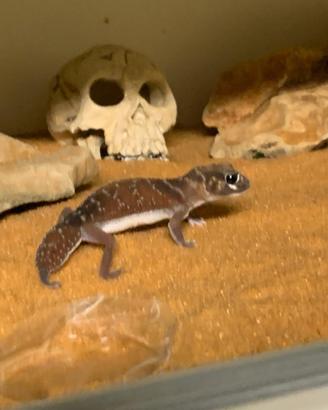 Nephrurus Levis