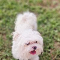Cane maltese per disponibile per monta