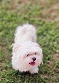 Cane maltese per disponibile per monta