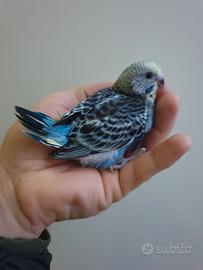 Pappagalli cocorite allevati a mano