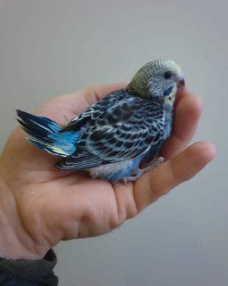 Pappagalli cocorite allevati a mano